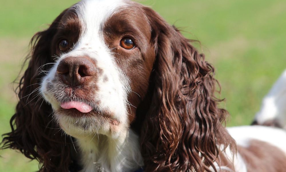 Bringing Home A Springer Spaniel: Your Essential Checklist