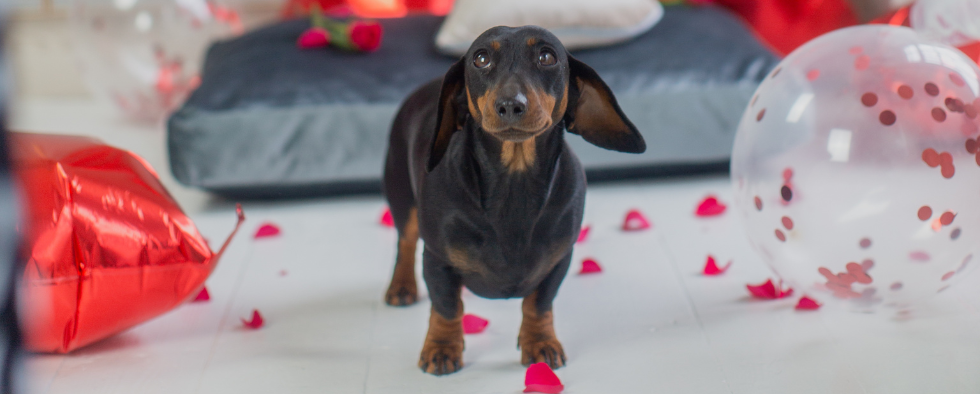 Valentine's Day With Your Pets - Gift Guide for Pets and Pet Lovers