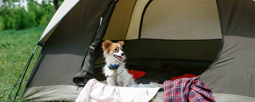 Top Tips & Advice For Camping With Your Dog