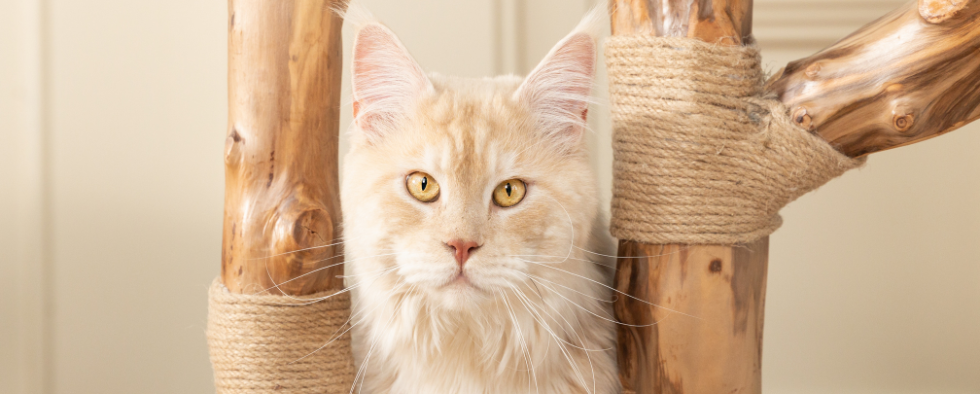 How Much Should My Kitten Weigh? | L&L Info Hub – Lords & Labradors