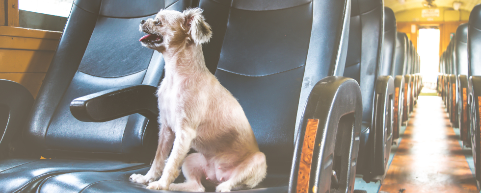 Our Guide To Taking Your Dog On The Train For The First Time