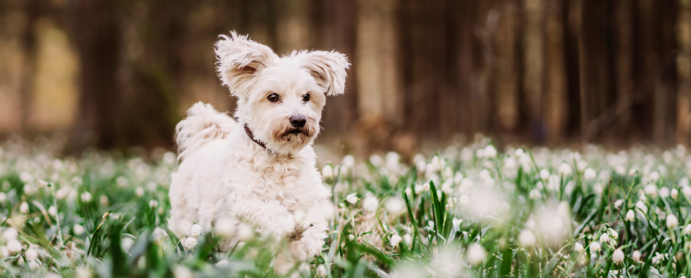 Top 10 Dog Accessories For Spring - Our Favourite Springtime Accessories