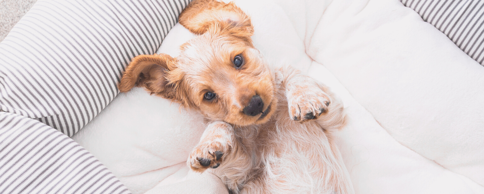 Top Tips For Bringing Your New Puppy Home