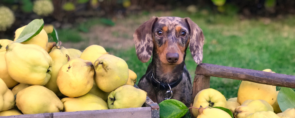 What Fruits Can Dogs Eat?