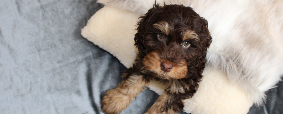 How To Socialise A Puppy