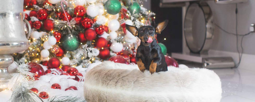 Christmas Survival Guide For Your Pets