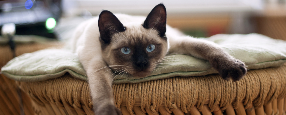 Urinary Tract Disorders in Cats - Advice for Cat Owners