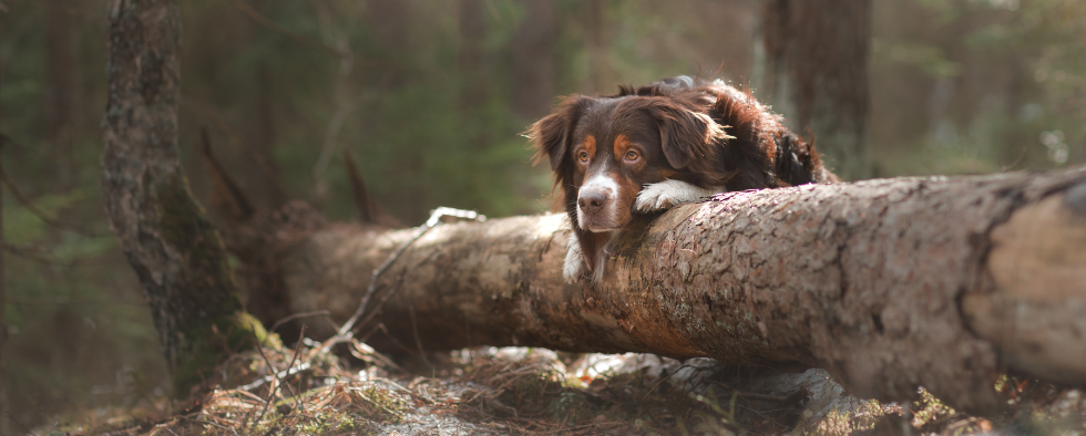 Walk In The Woods Month: Walking Your Dog Safely In The Woods