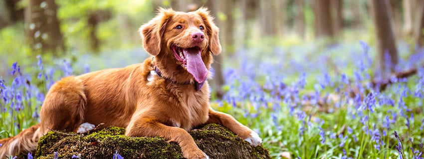 Walking Your Dog Safely In Spring