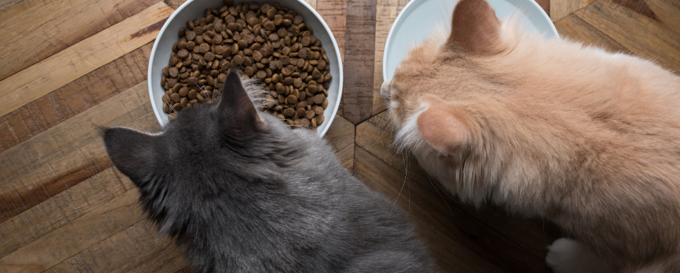 What Can Cats Eat Other Than Cat Food?