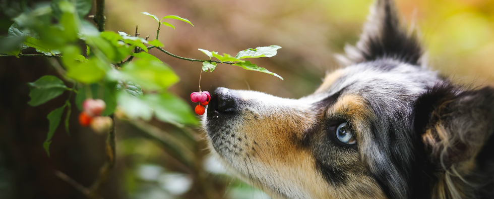 What Plants Are Toxic To Dogs?