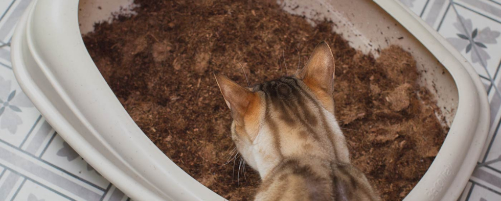 What Is Cat Litter?