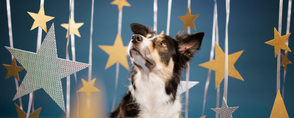 Which Dog Matches Your Star Sign?