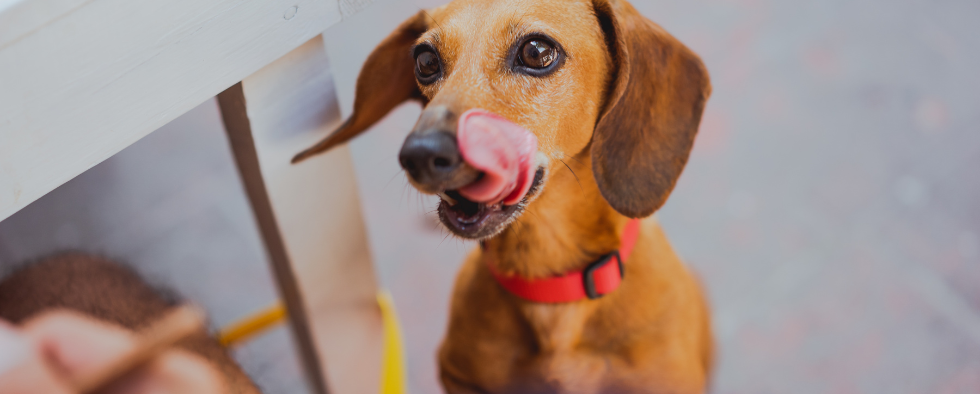 Guide Dog Beg Why Do Dogs Beg For Food? | L&L Info Hub – Lords & Labradors