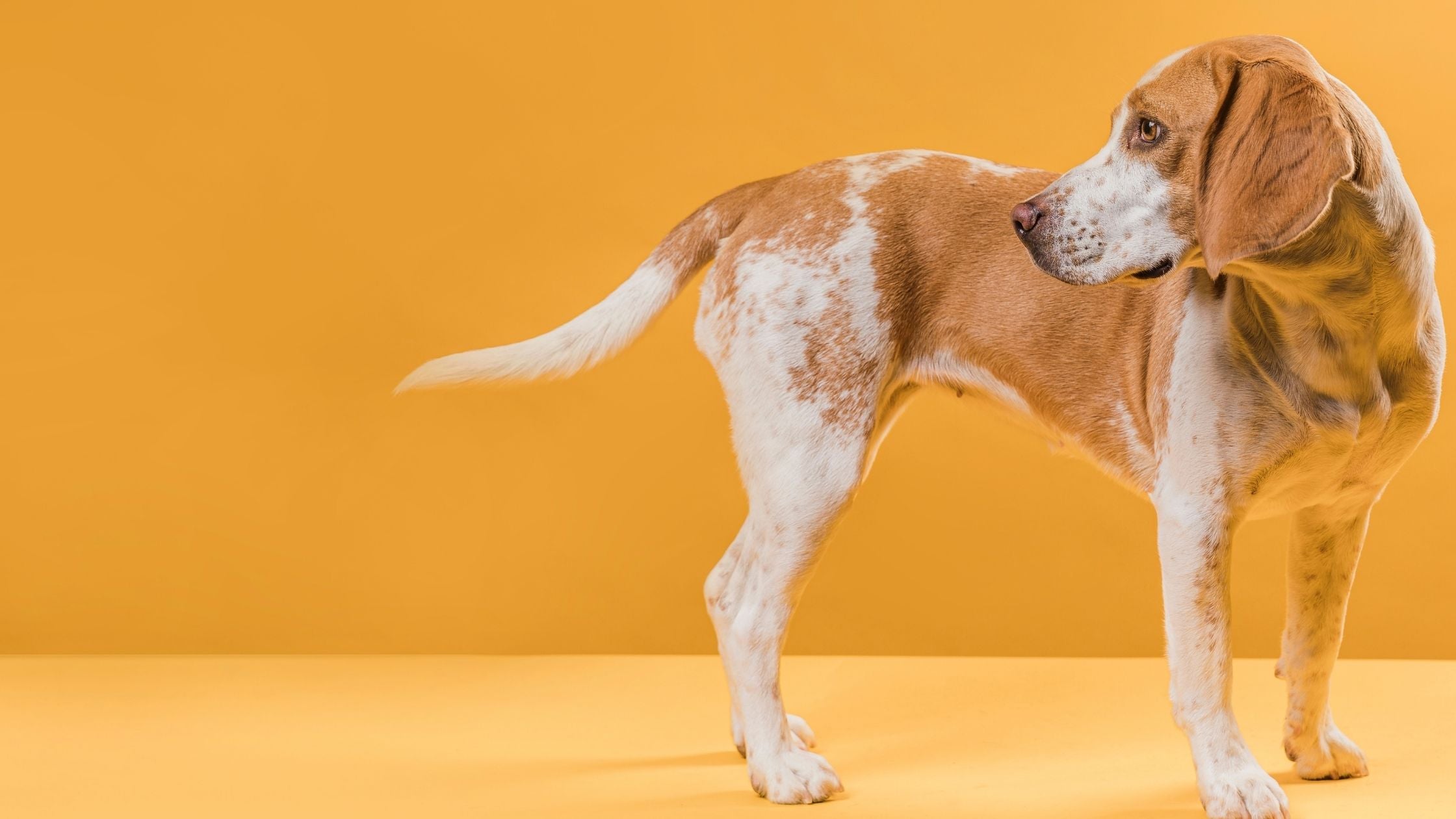 dog about to chase its tail