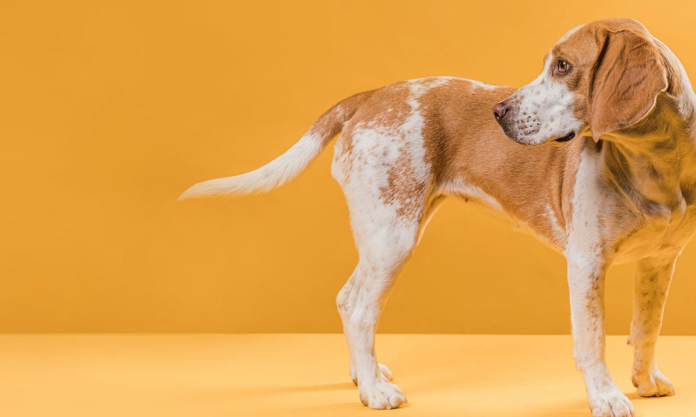 Why Do Dogs Chase Their Tails In Circles?