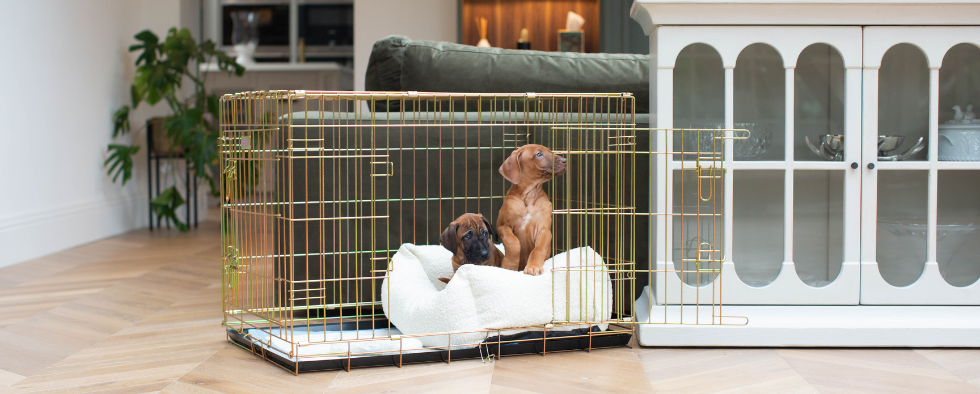 Will This Dog Crate Be The Right Fit For My Dog?