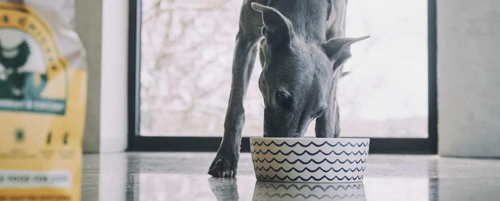 Your Dog’s Food & Water Bowl Behaviour Explained
