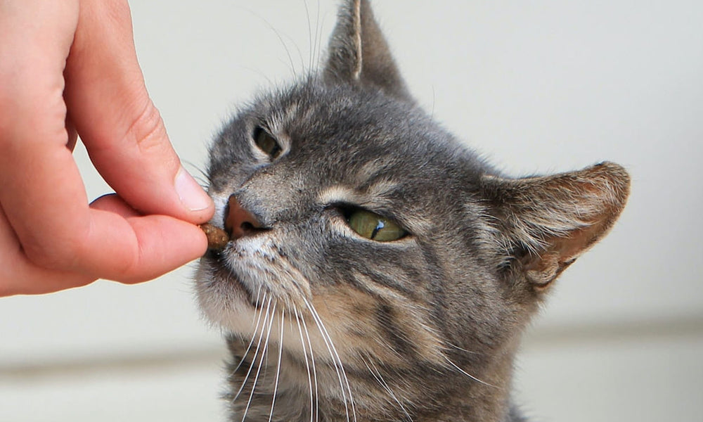 Are Treats Bad For Cats?