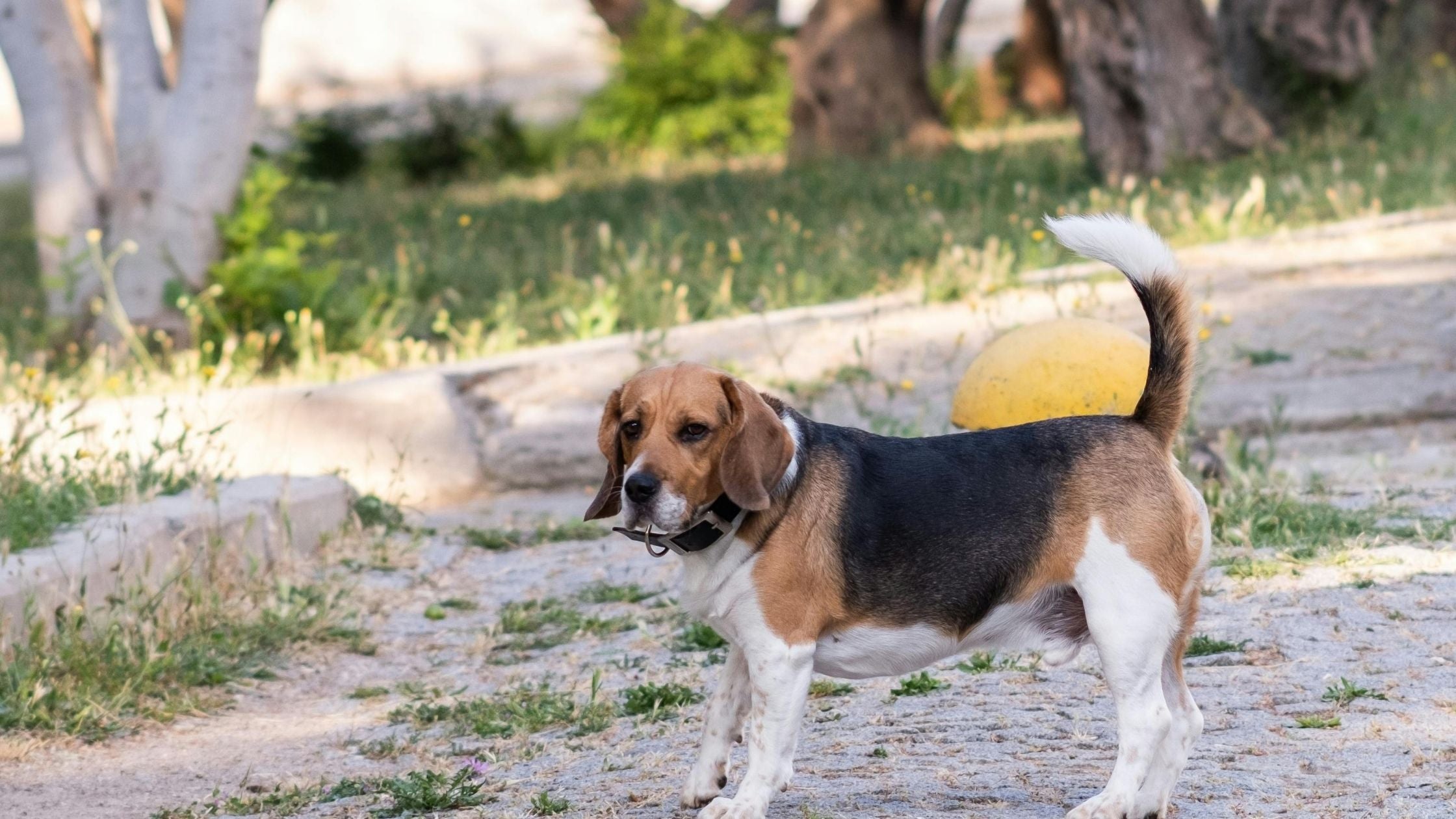 How Much Exercise Does a Beagle Need