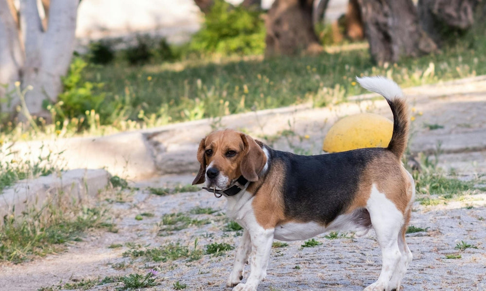 How Much Exercise Does a Beagle Need
