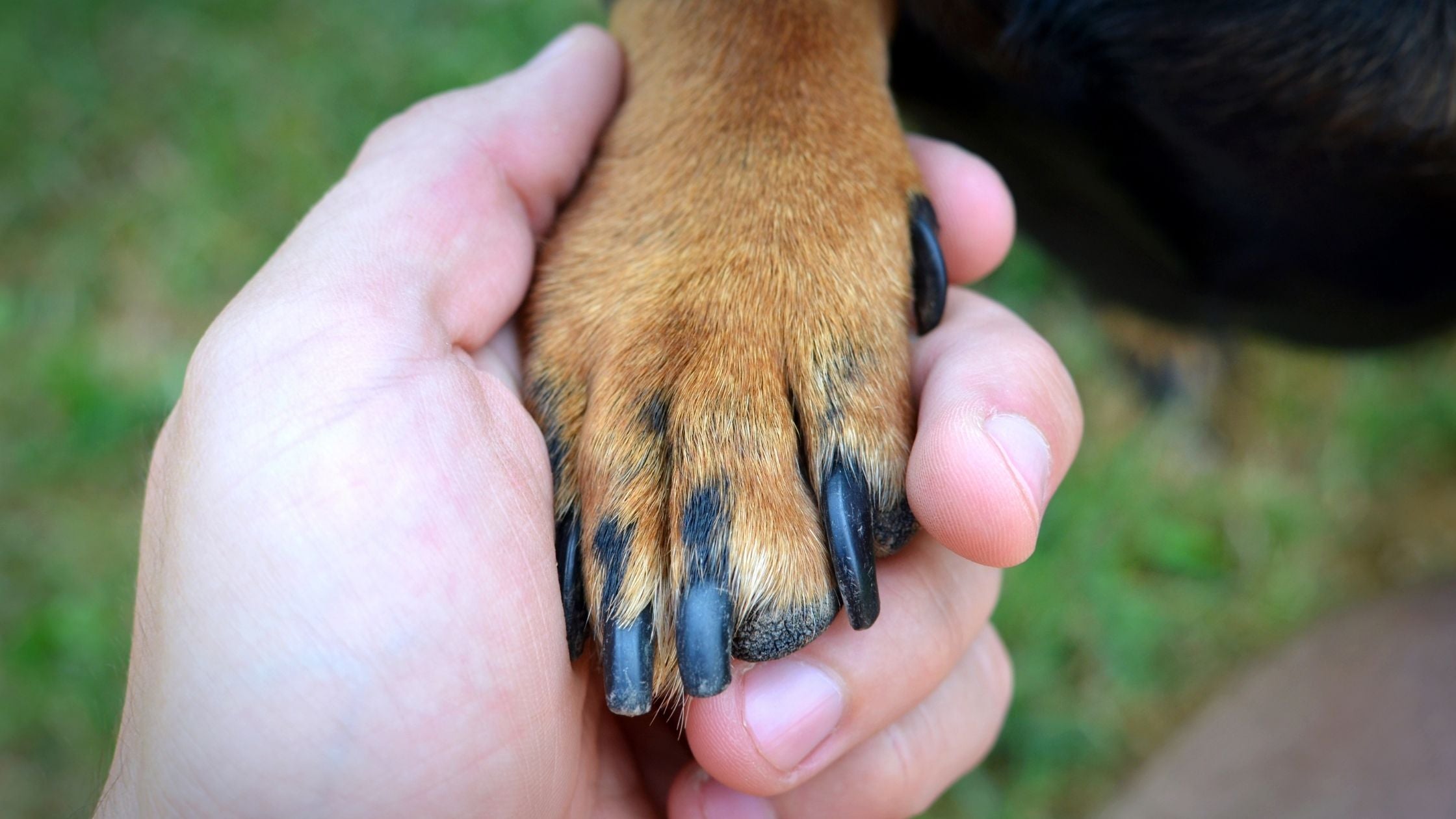 black dog nail