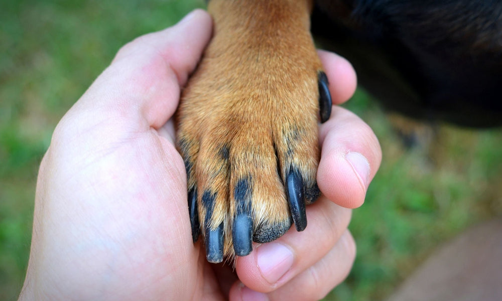 How to Cut Dog Nails That Are Black