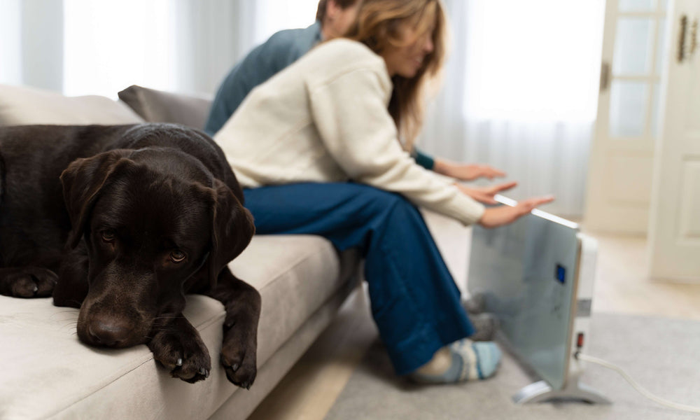 How Do I Know If My Dog is Cold Inside The House