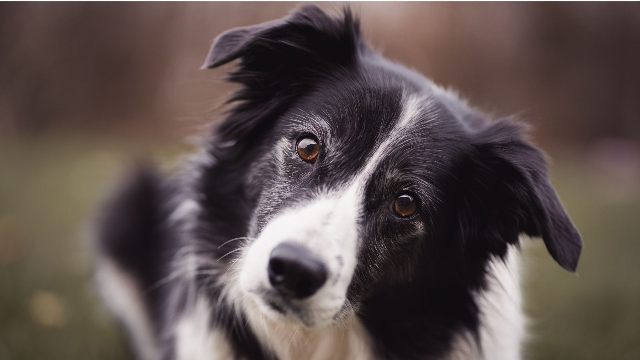 Border Collie breed dog