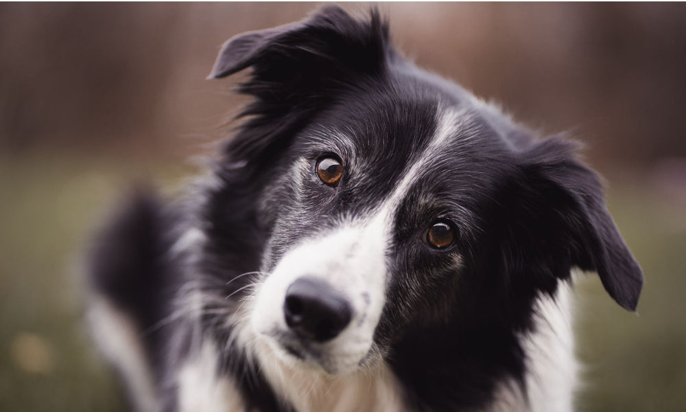 Border Collie 101: A First-Time Owner's Guide