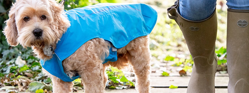 Brand Spotlight: Ruffwear - Dog Coats and Walking Accessories