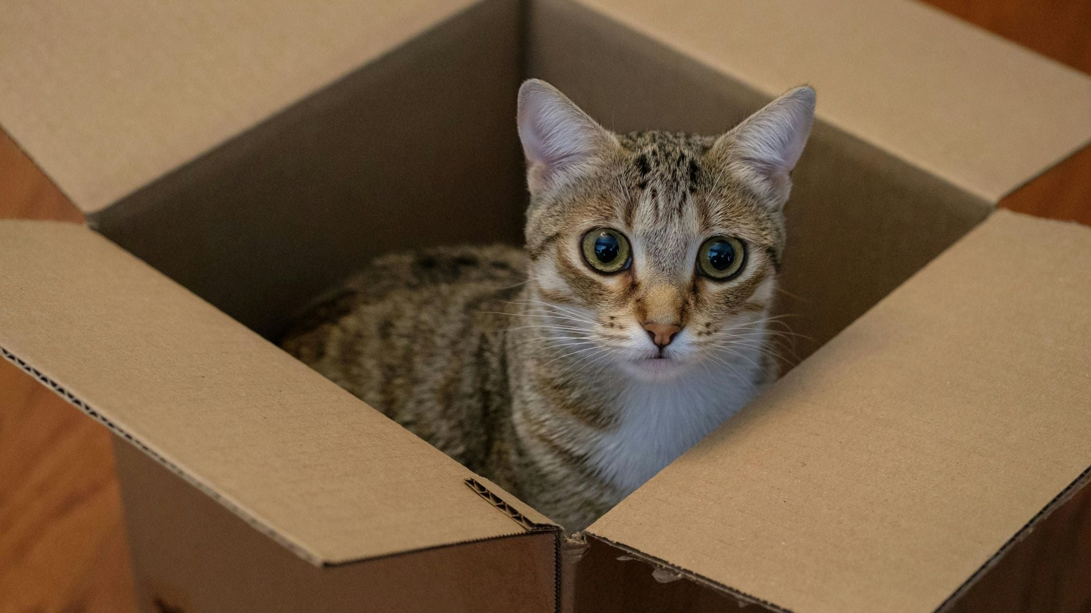 Cat in a box