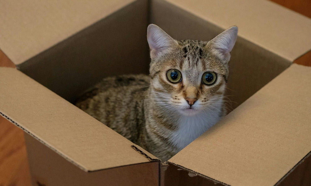 Why Do Cats Like to Go in Boxes