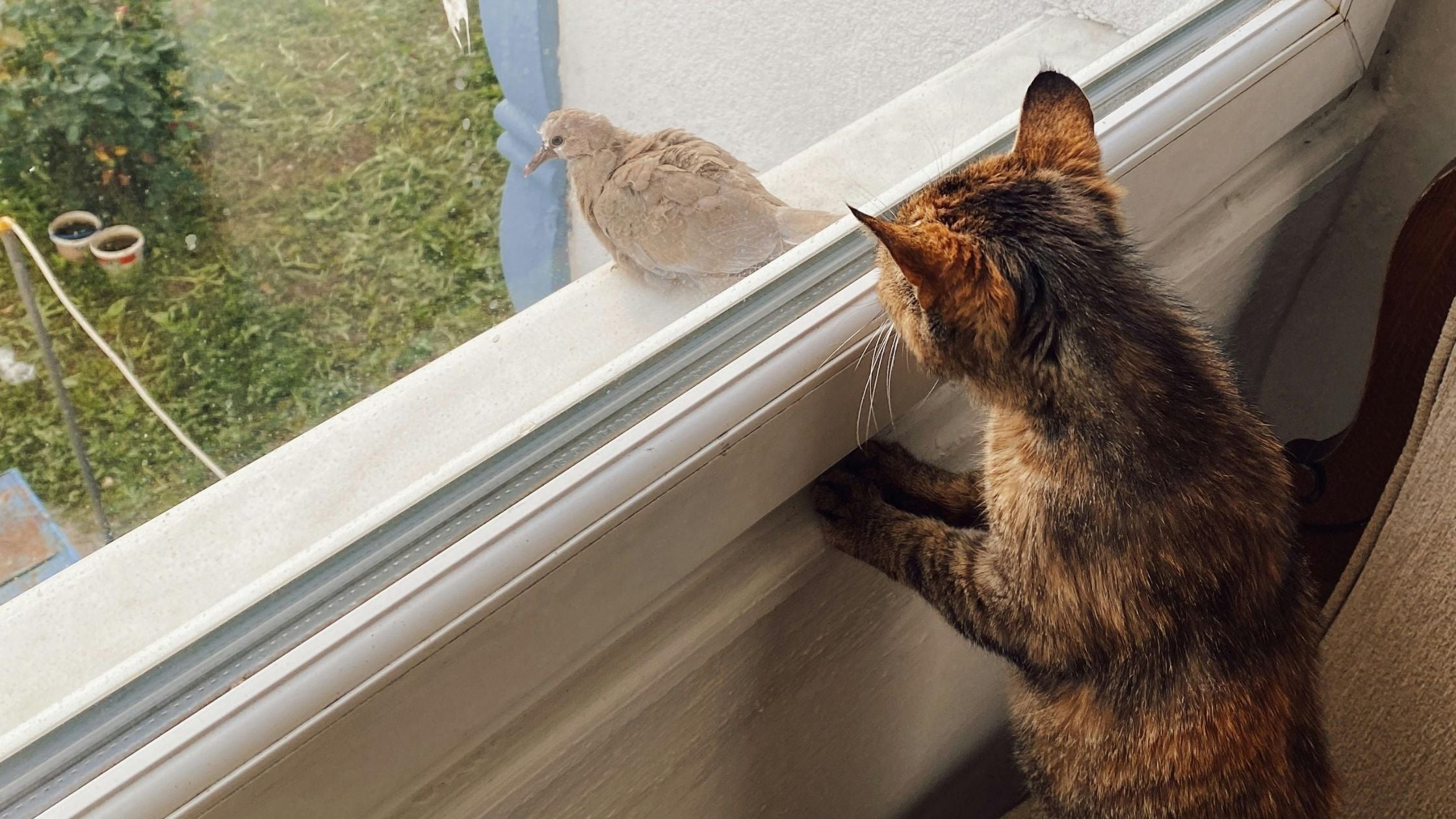 A cat chirping at a bird