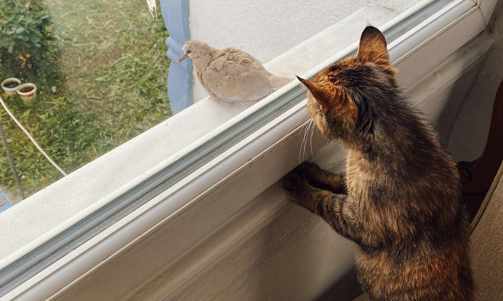 Why Do Cats Chirp at Birds