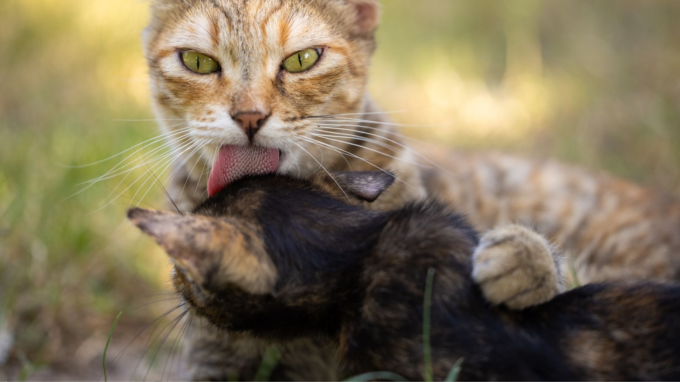 Cat licking another cat
