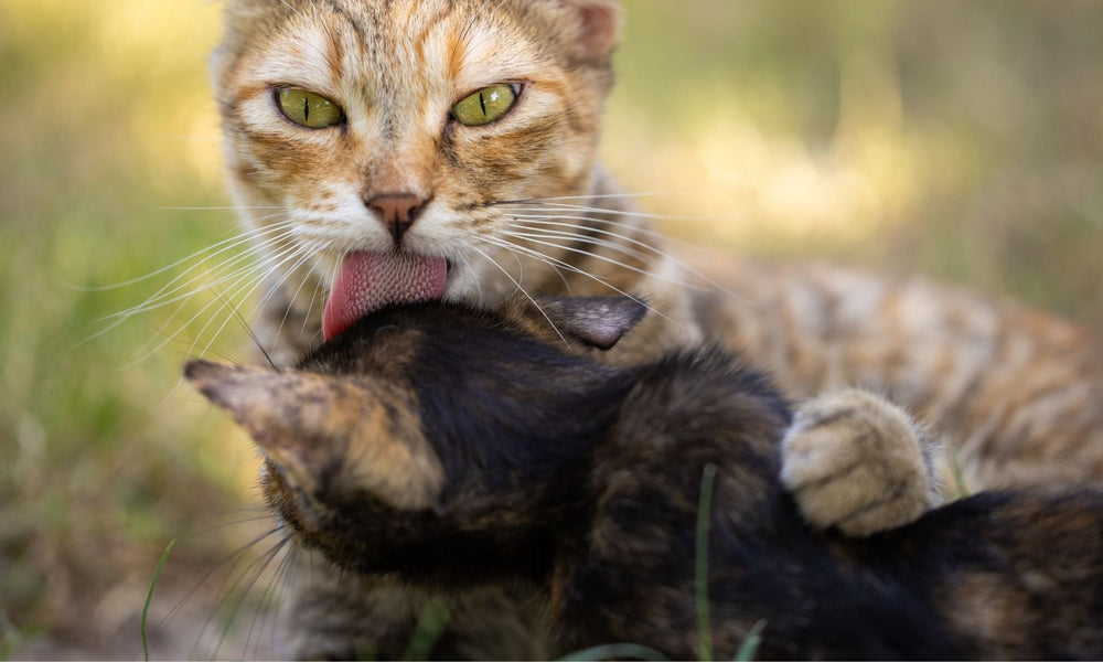 Why Do Cats Lick Each Other