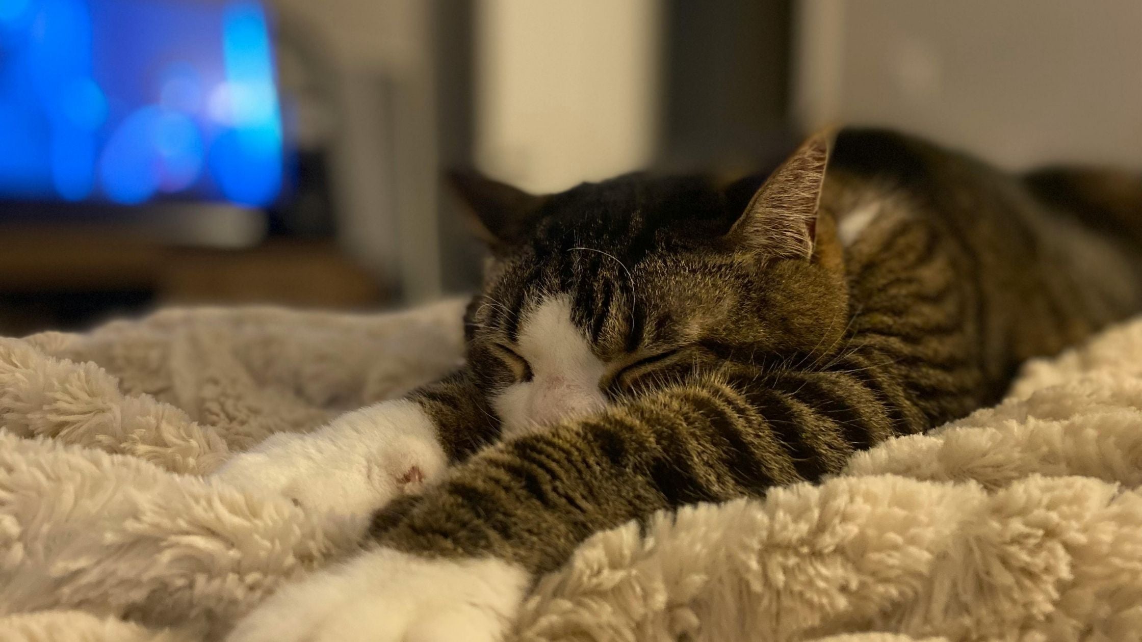 cat sleeping 