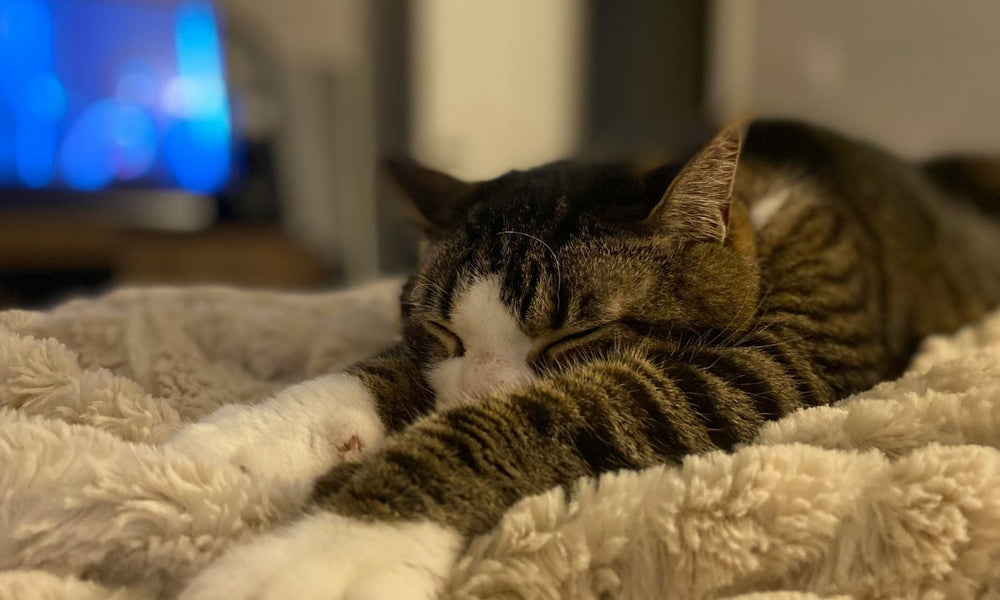 Why Do Cats Sleep in Different Places