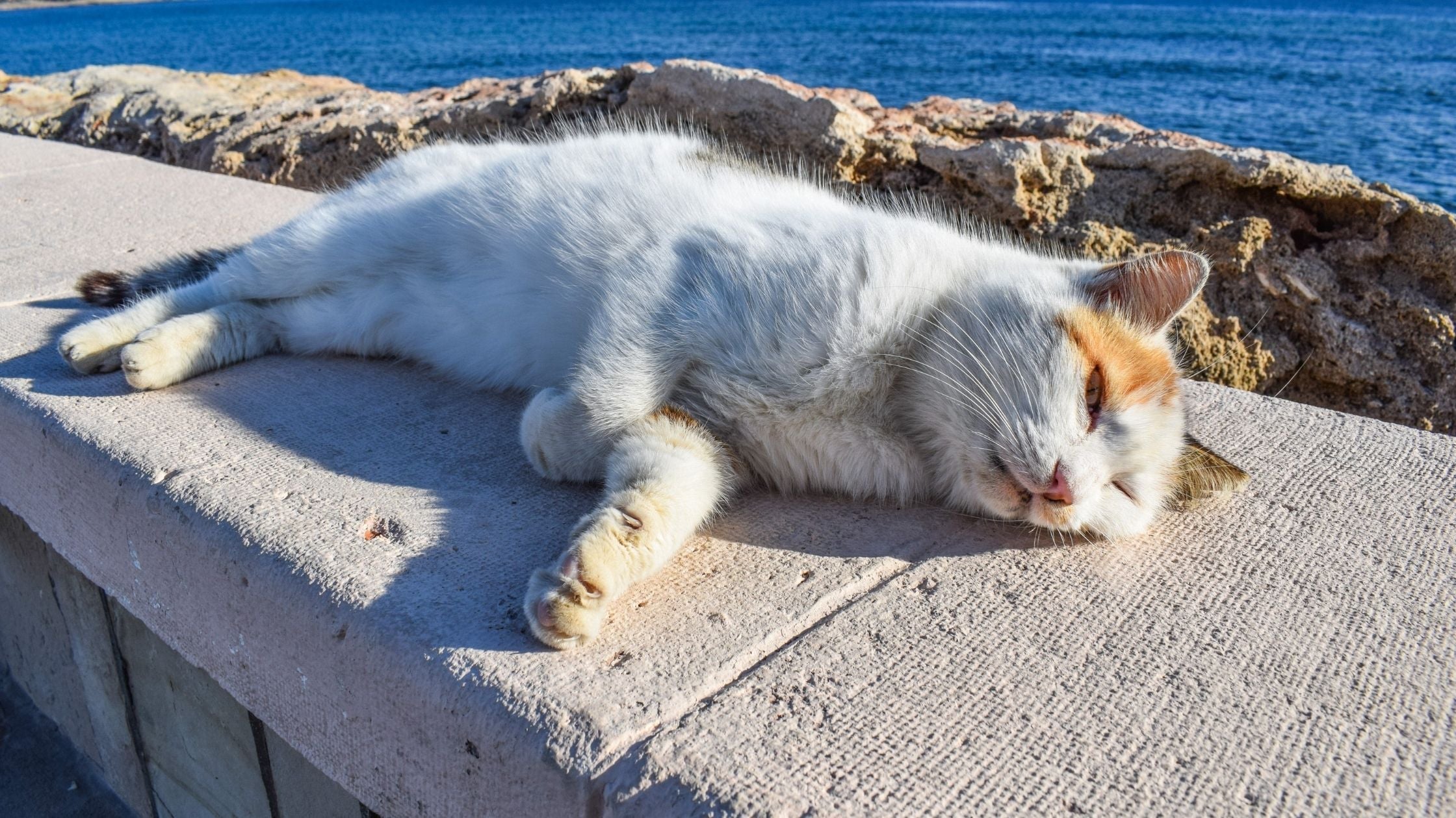 Cat sleeping under sun