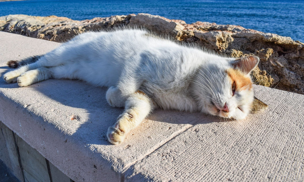 How to Keep Cats Cool in Summer Without AC