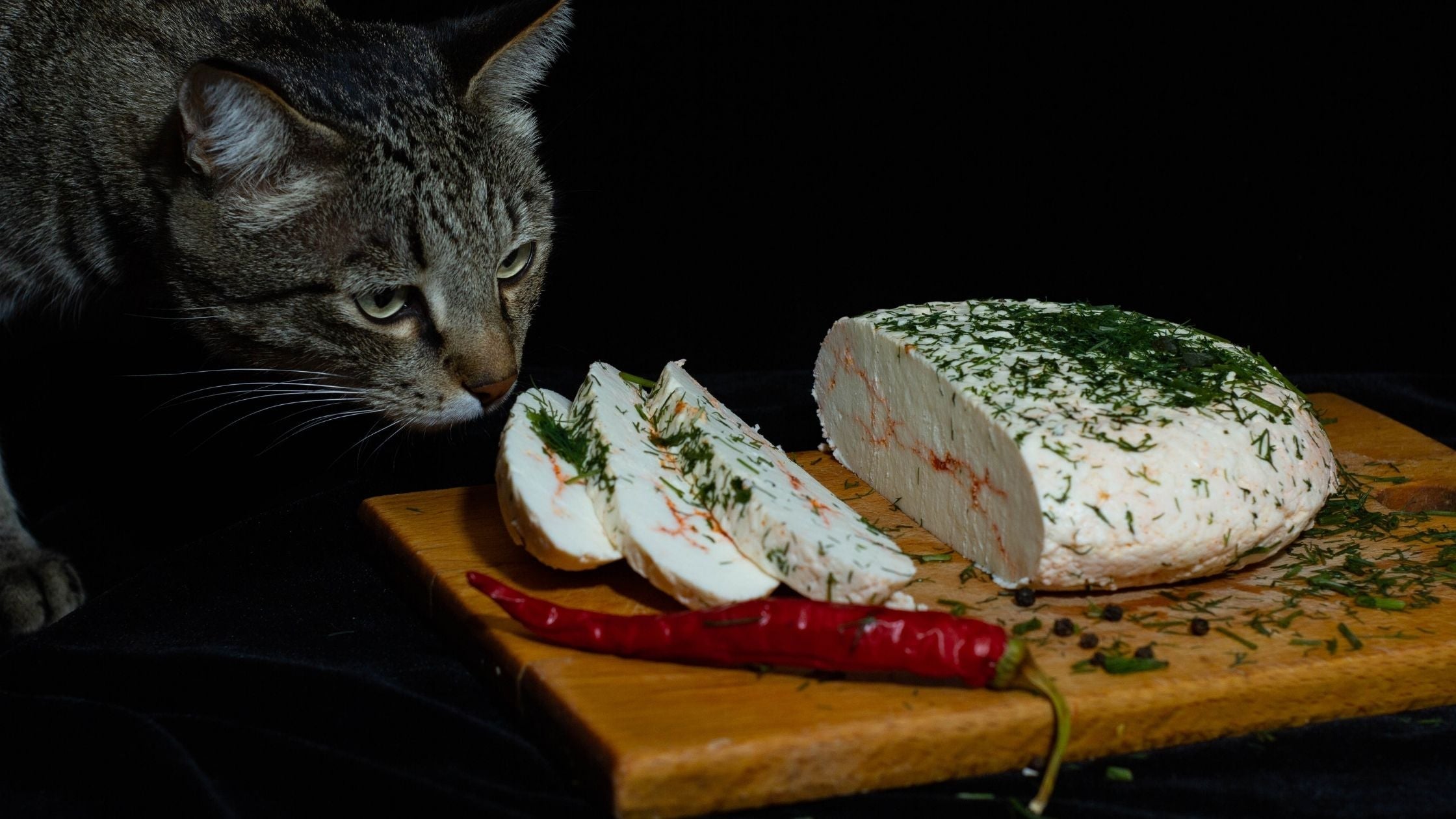 Cat smelling cheese