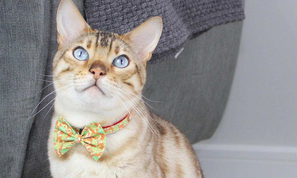 The Best Cat Collars, Harnesses & Accessories