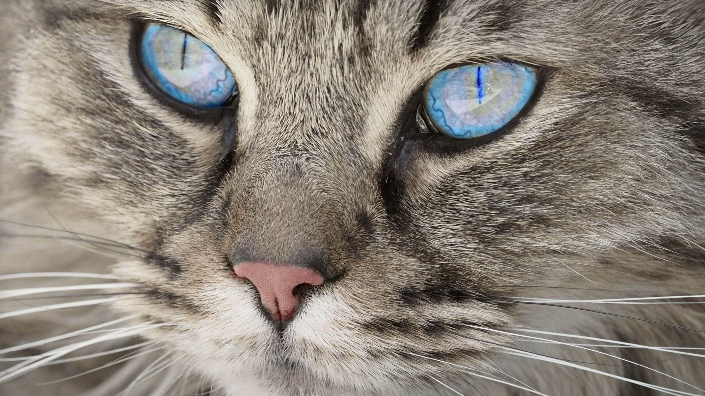 Cat with blue eyes
