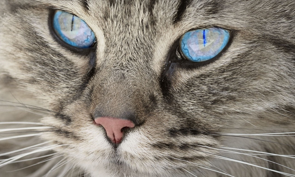 What Colours Can Cats See?
