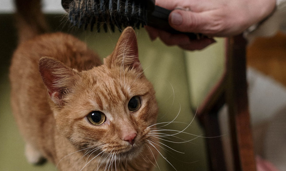 How To Groom A Cat