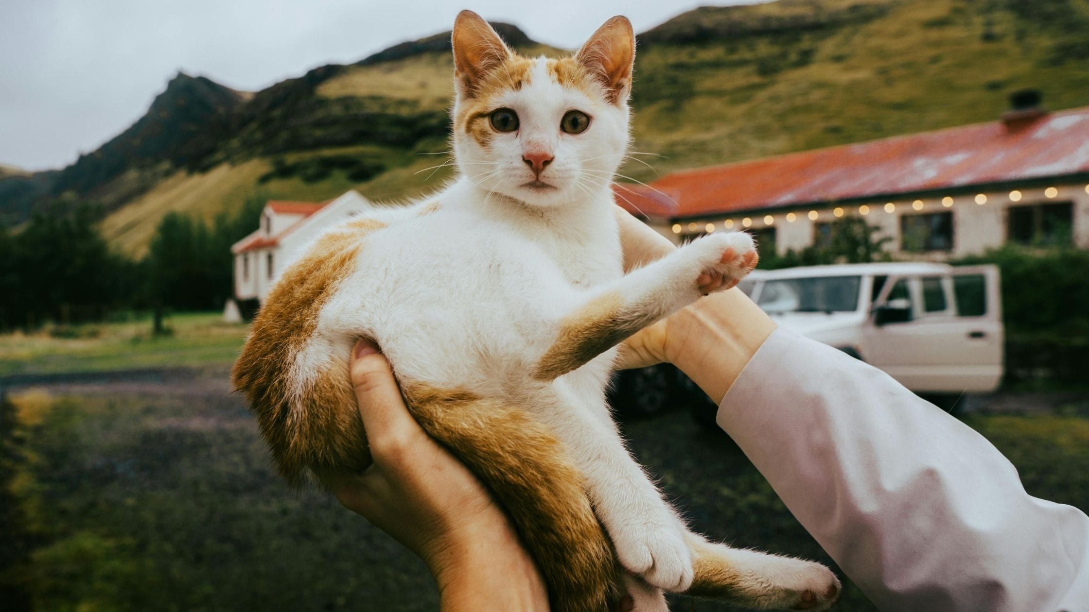 A cat being held by a human