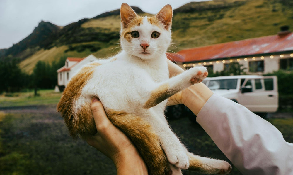 Why Do Some Cats Not Like to Be Held