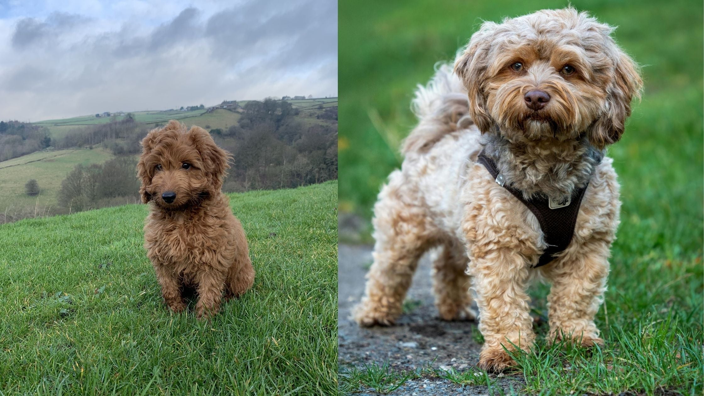 Cockapoo and Cavapoo