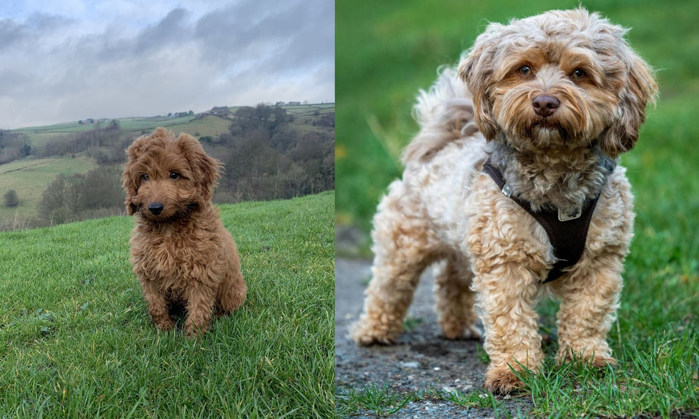 Cockapoo vs Cavapoo: What Is The Difference?